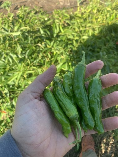 Shishitos