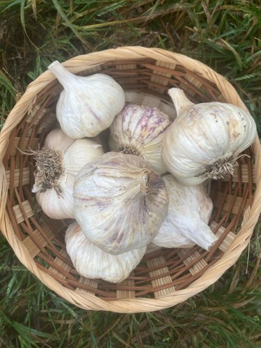 Garlic