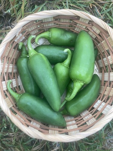 Jalapeno