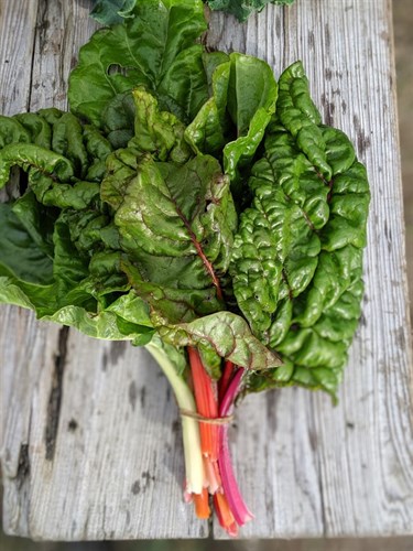 Rainbow Swiss Chard