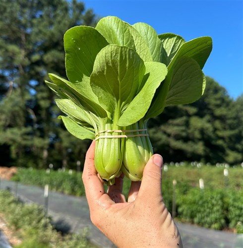 Baby Bok Choy