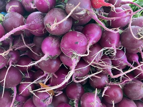 Purple Radishes