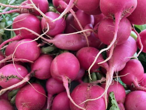 Pink Radishes