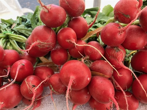 Red Radishes