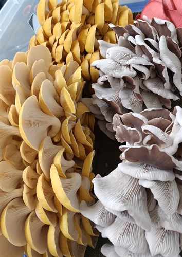 Oyster Mushroom