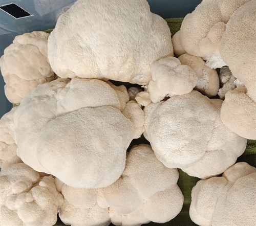 Lion's Mane Mushroom