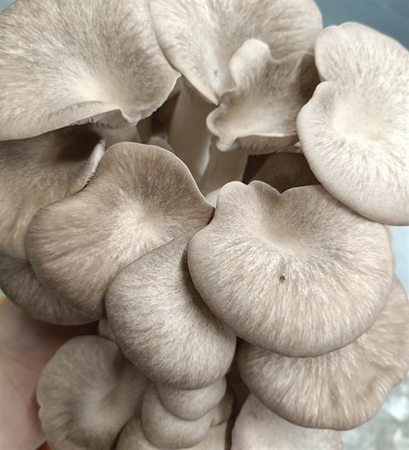 Black Pearl King Oyster Mushrooms