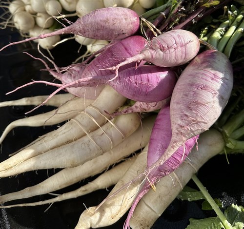 Radish, Daikons