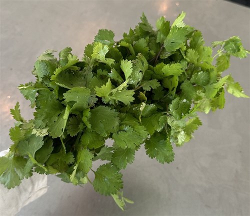 Cilantro