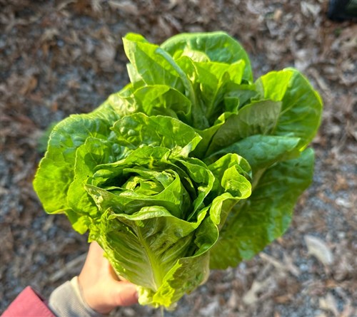 Lettuce head, Mini Romaine