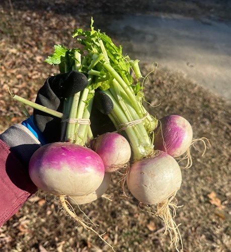 Turnip, Purple Top