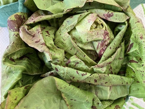 Radicchio