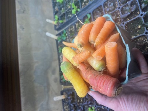 Imperfect Carrots
