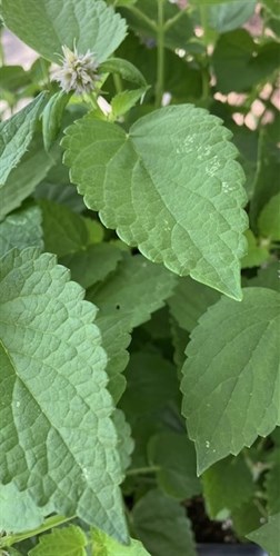PLANT-Anise Hyssop
