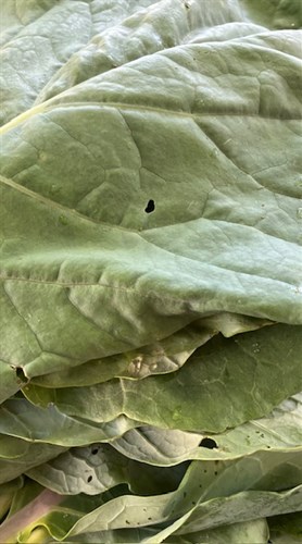 Saharan Kale