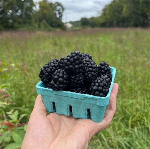 Berries: Blackberries