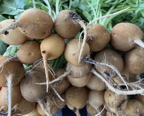 Golden Radishes