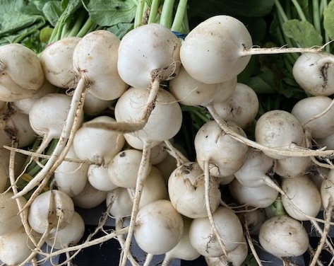 White Radishes