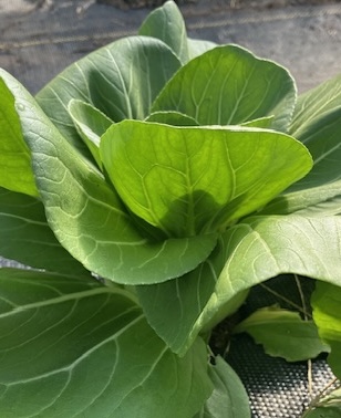Bok Choy