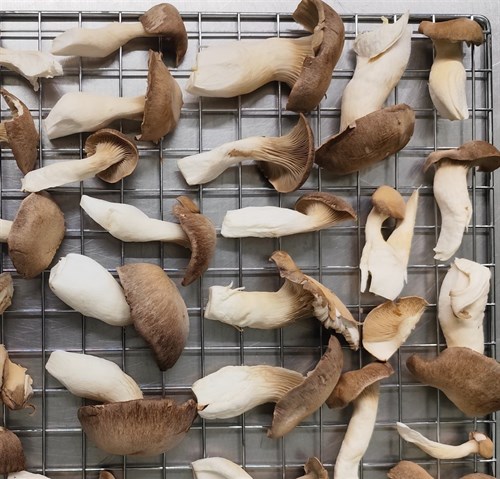 Dried Black Pearl King Oyster