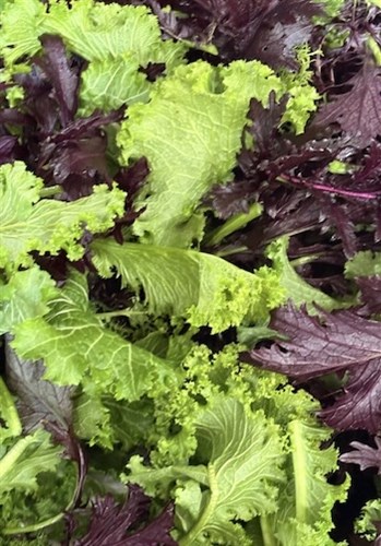 Baby Mustard Greens