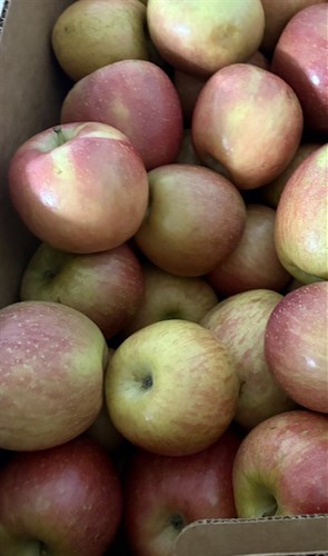 Food Pantry Apples, Fuji