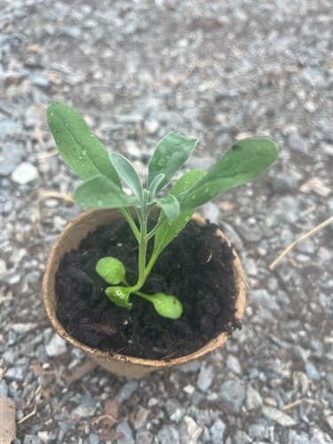 Seedling, Katz Hi Double White Stock