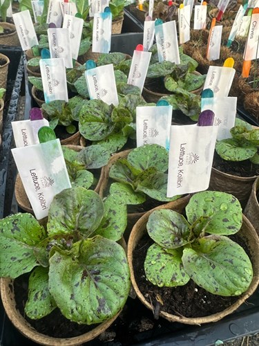 Seedling, Kolibri Lettuce Head