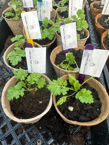 Seedling, Magic Lime Green Matriarca