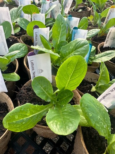 Seedling, Newham Lettuce Head