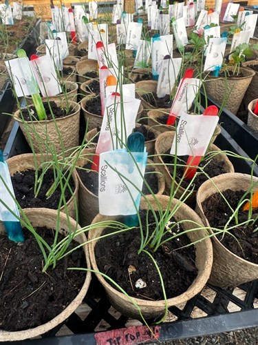 Seedling, Parade Scallions