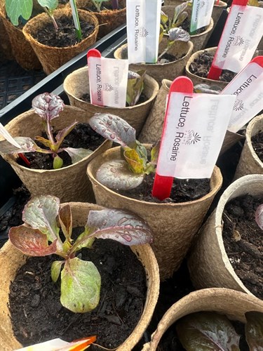 Seedling, Rosaine Lettuce Head