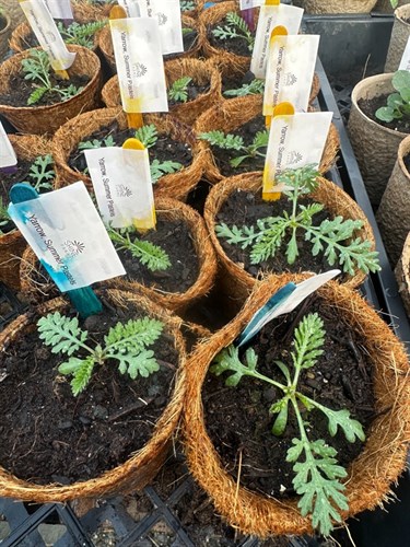 Seedling, Summer Pastels Yarrow