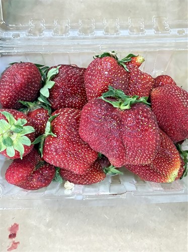 Strawberry Flat (Food Pantry)