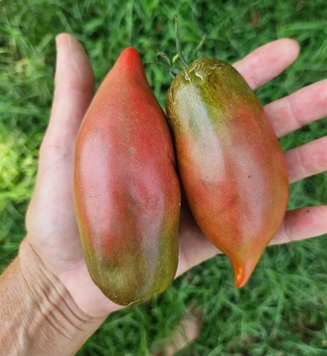 Plants - Tomato 'Crimson Cow'