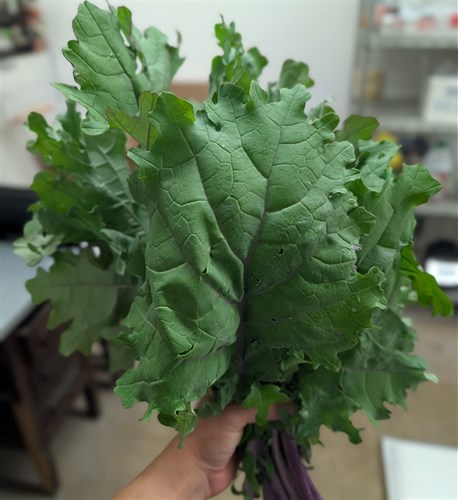 Red Russian Kale
