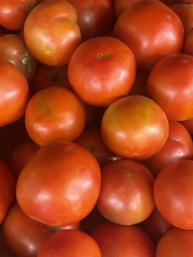 Tomato, Slicing