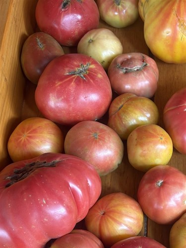 Tomato, Heirloom