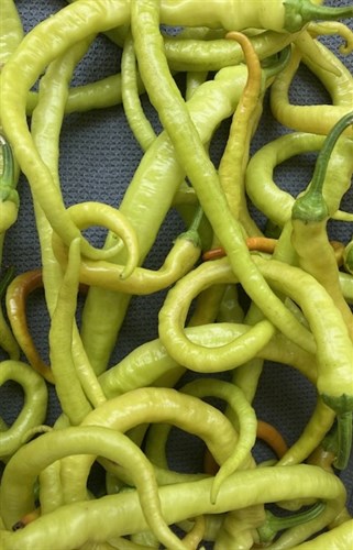 Yellow Turkish Corbaci Peppers
