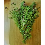 Oregano bunches