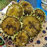 Dried Sunflower Heads