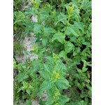 Our fresh spearmint prior to drying