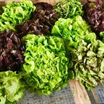 Lettuce