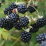 Osage early season blackberry thorn-less plant 30"+