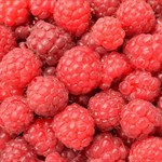 Latham Summer red raspberry 2 gallon pot staked
