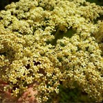 Beautiful elderflower