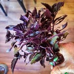 Red Rubin Basil