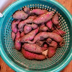 Freshly harvested Korean sweet potatoes