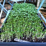 Bok Choy sown in April 2021