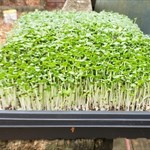 Bok choy microgreens from December 2021